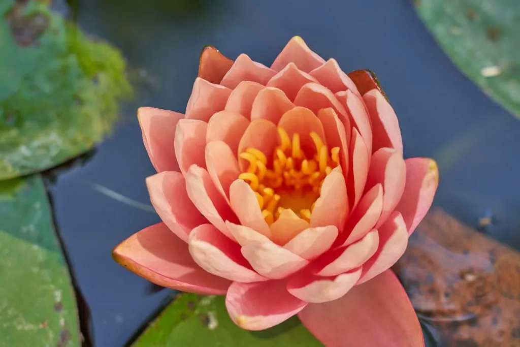 A lotus flower at the pond in front of the Kuti (cabin) I stayed in